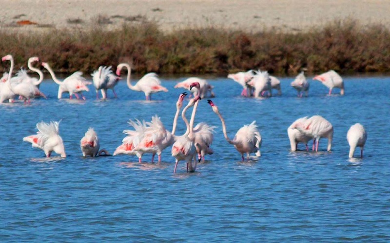 Flamingos in Lefkas salt lake